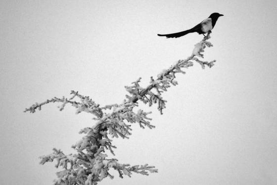 Out_on_a_limb