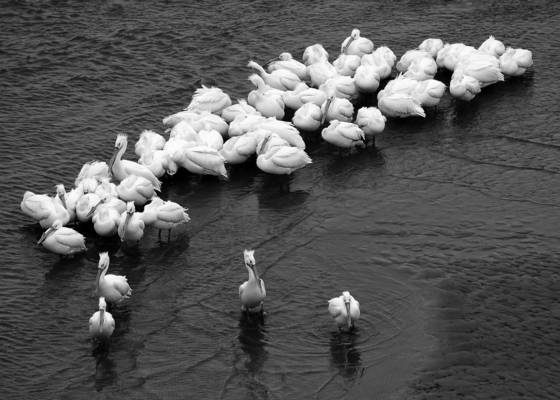 Resting_white_pelicans