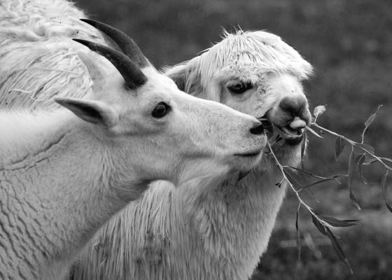 Sharing_a_branch