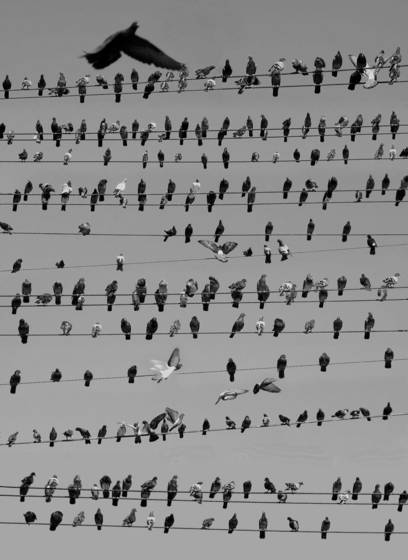 Pigeon_convention
