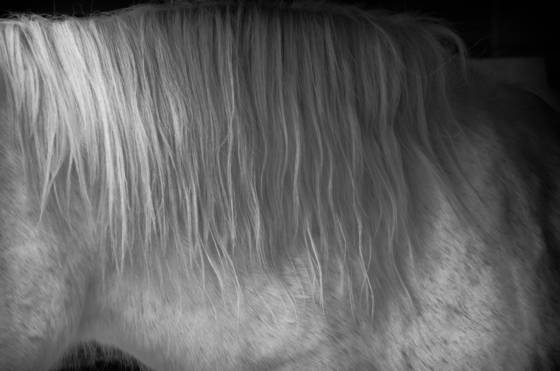 White_mare