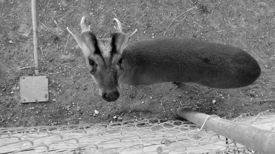 Deer_and_box