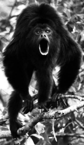 Howler