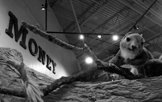 Money_squirrel