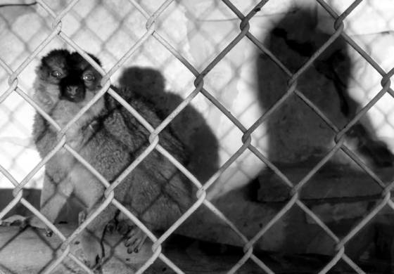 Monkey