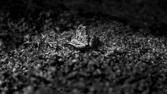 Moss_frog