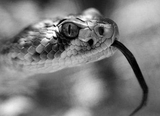 Rattlesnake_face