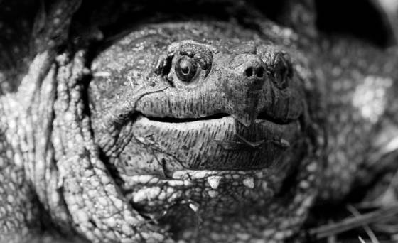 Snapper