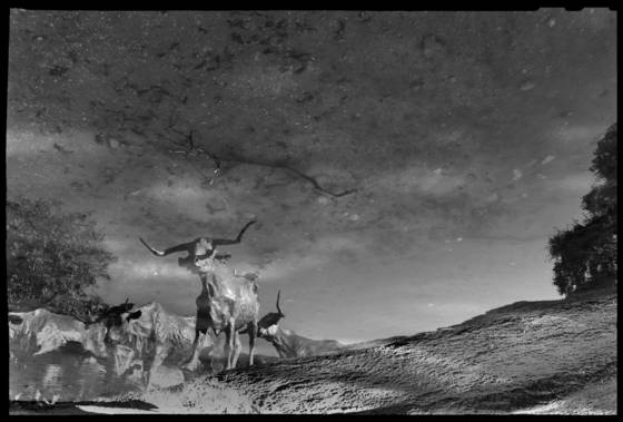 Longhorn_stroll
