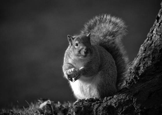 Squirrel