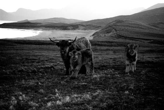 Highland_cattle
