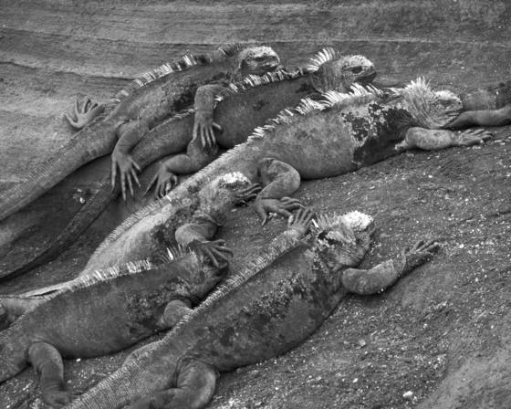 Marine_iguanas