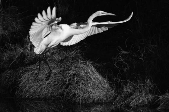 Egret_at_dawn