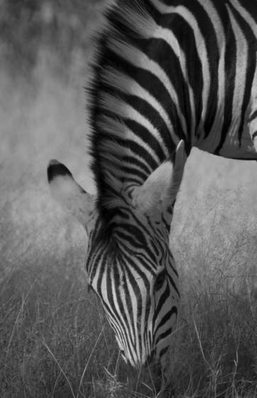 Gracefully_grazing