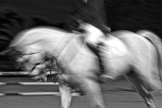 White_horse