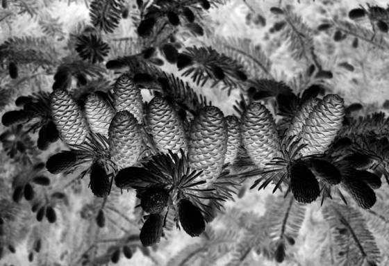 Pine_cones