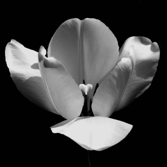 Tulip