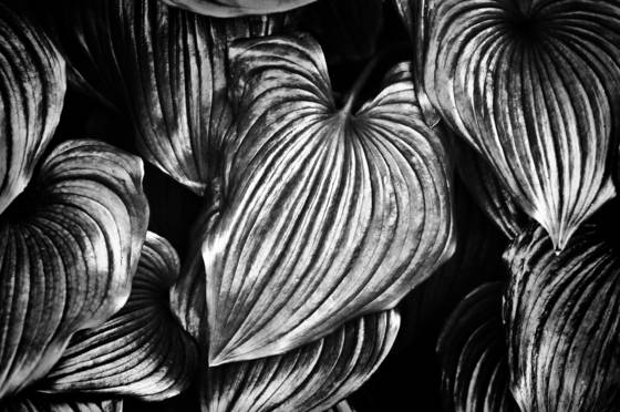 Leaves