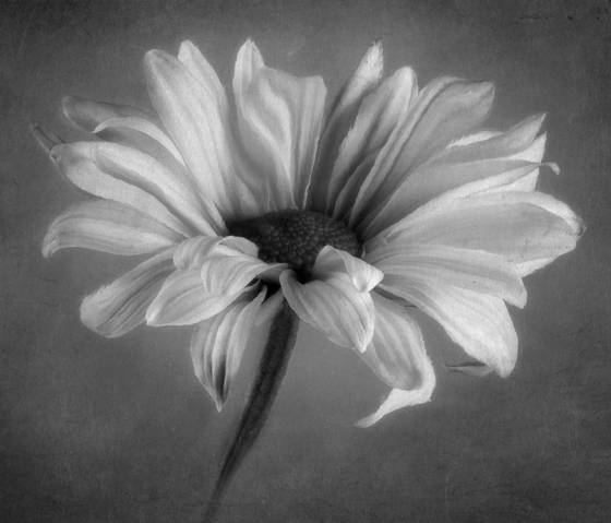 Daisy