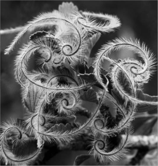 Twirly_doodles