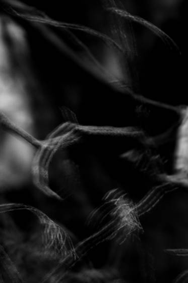 Branches