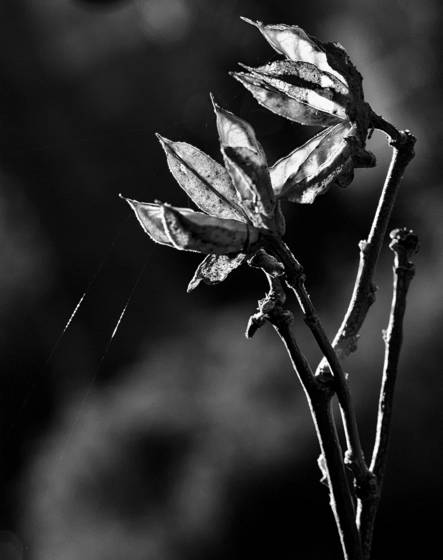 Light_catchers