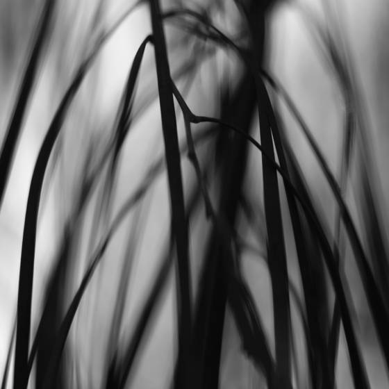 Botanic_abstract