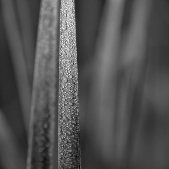 Glittering_grass