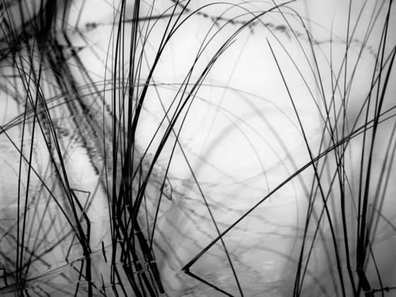 Illusions_of_reeds
