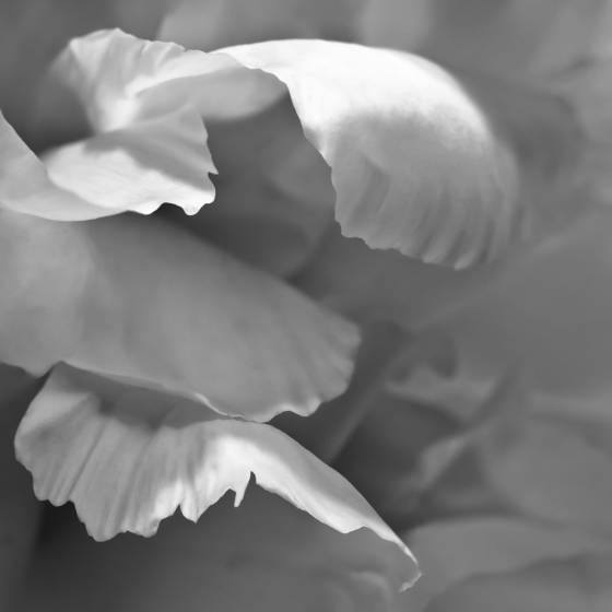 Peony