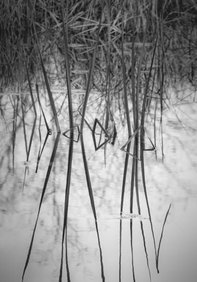 Reeds_at_solitude_swale