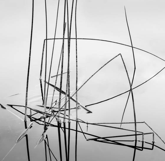 Reeds_in_glass