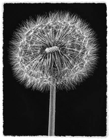 Dandelion