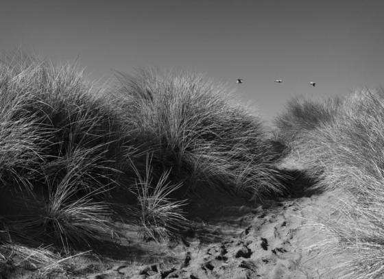 Pelicans_and_grasses