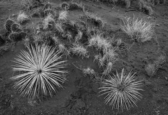 Yucca