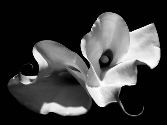 Callas