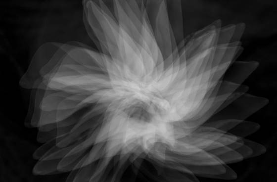 Summer_flower
