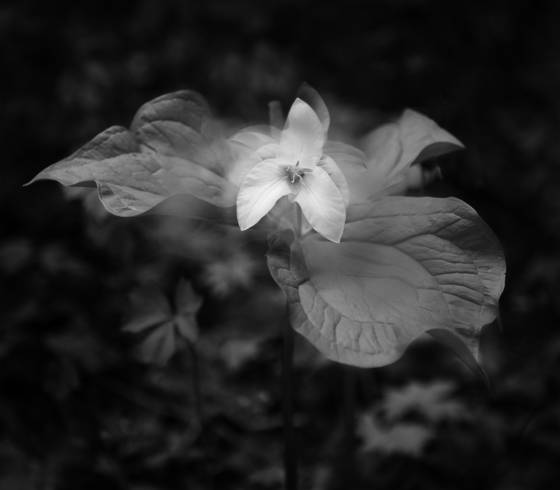 Forest_ghost