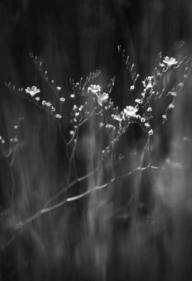 Dancing_flowers__fullerton_arboritum