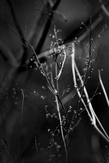 Wild_flowers_2