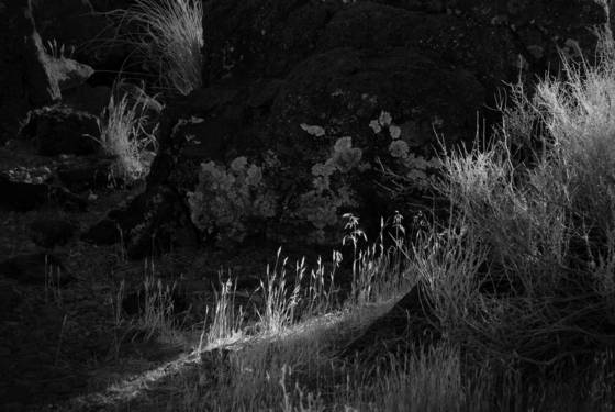 Wild_flowers