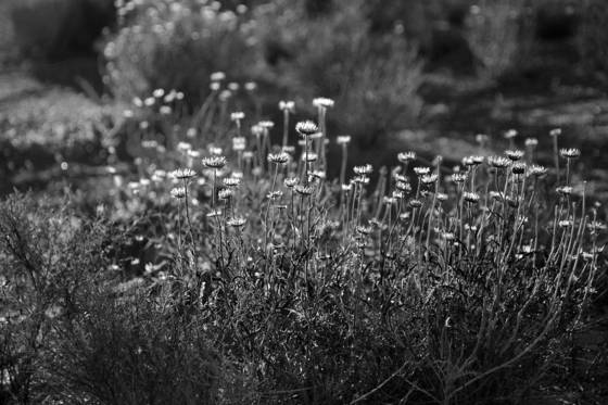 Brittlebush