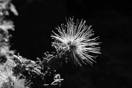 Fairy_duster
