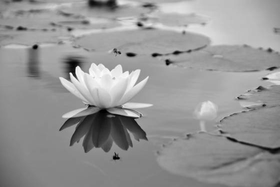 Reflection