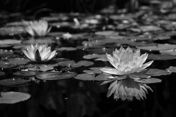 Water_lily