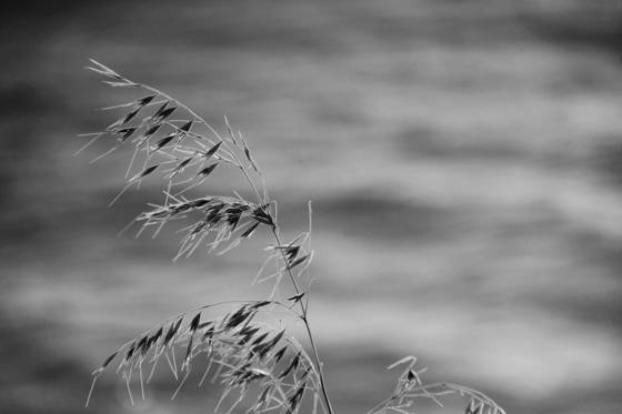 Windy_day