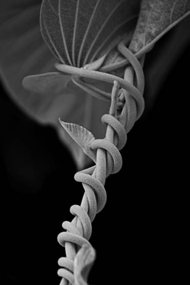 Coiled