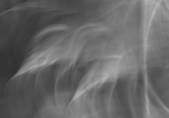 Dance_of_the_leaves