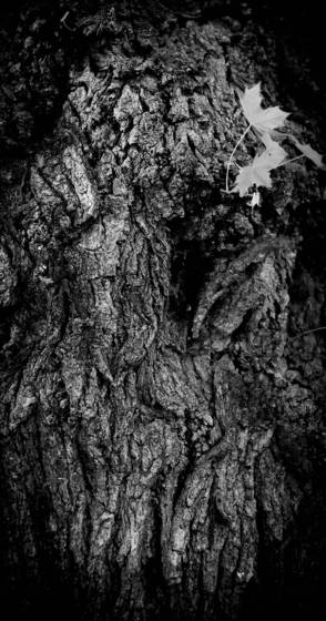 Untitled_1