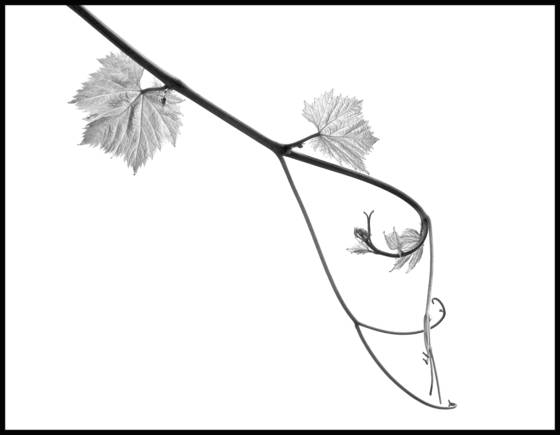 Budding_grape_vine
